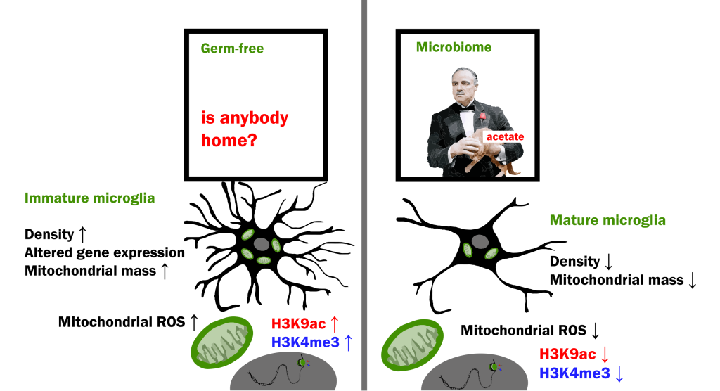 Host microbiota affects the brain’s innate immune system