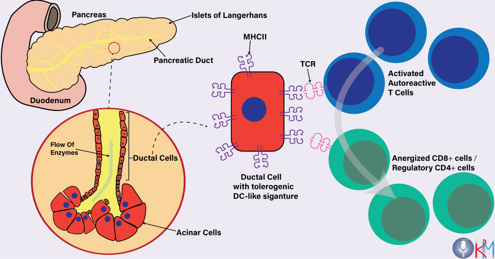 New Role for Ductal Cells in Type 1 Diabetes
