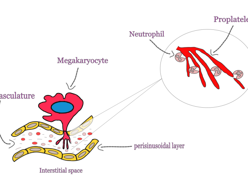 Neutrophils- the friend turned foe during heart attack