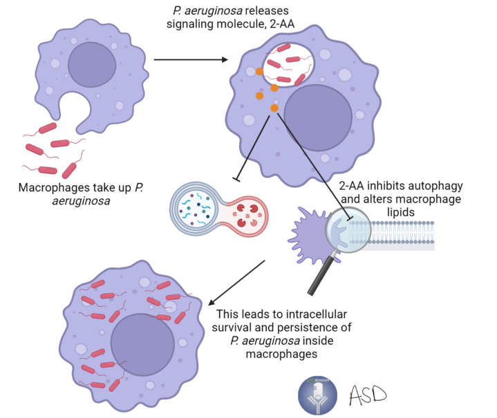 Bacteria take the wheel: How Pseudomonas aeruginosa takes control of macrophages