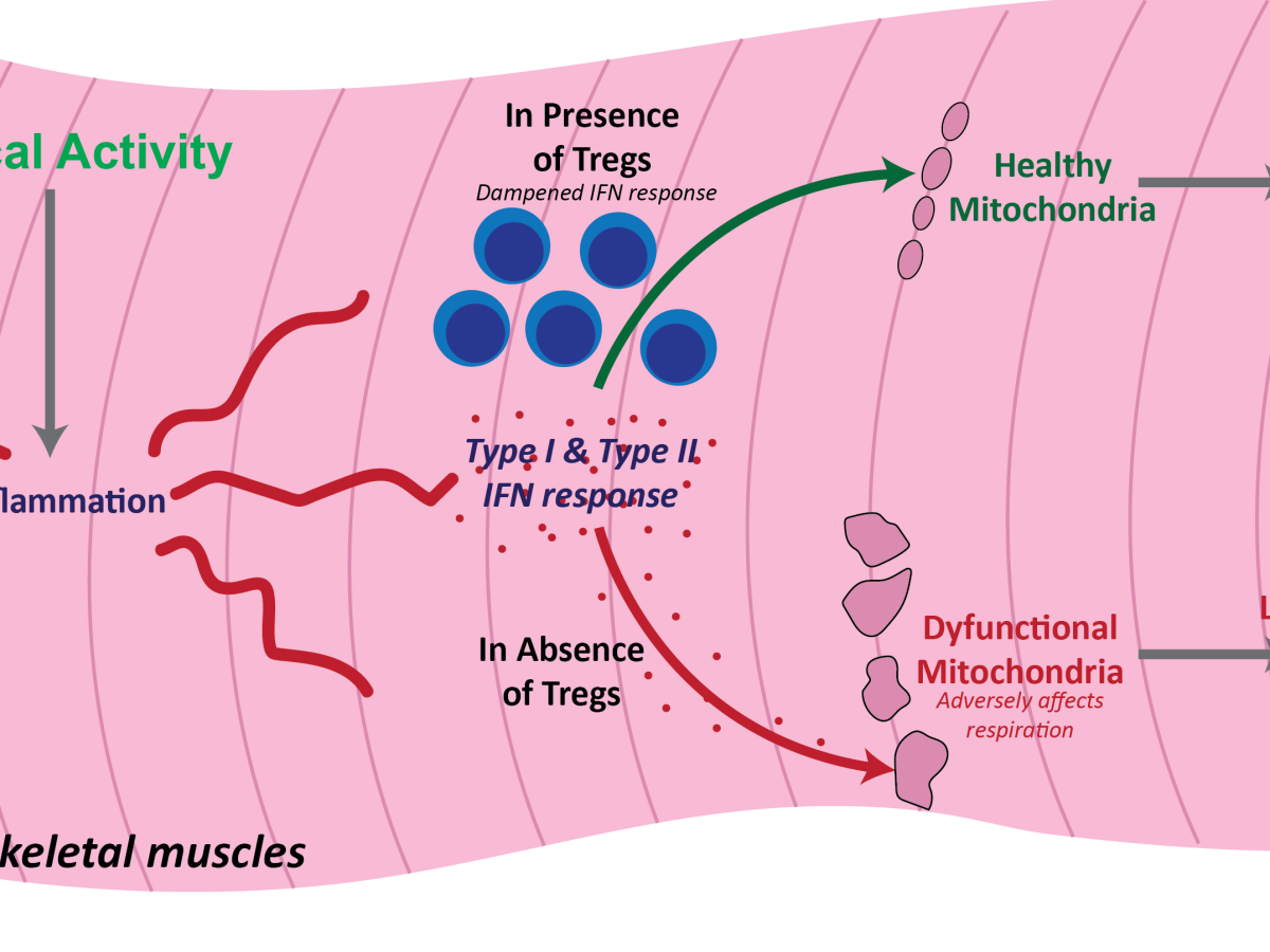 Role of regulatory T cells in daily exercising